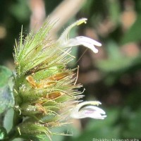 Monothecium aristatum (Nees) T.Anderson